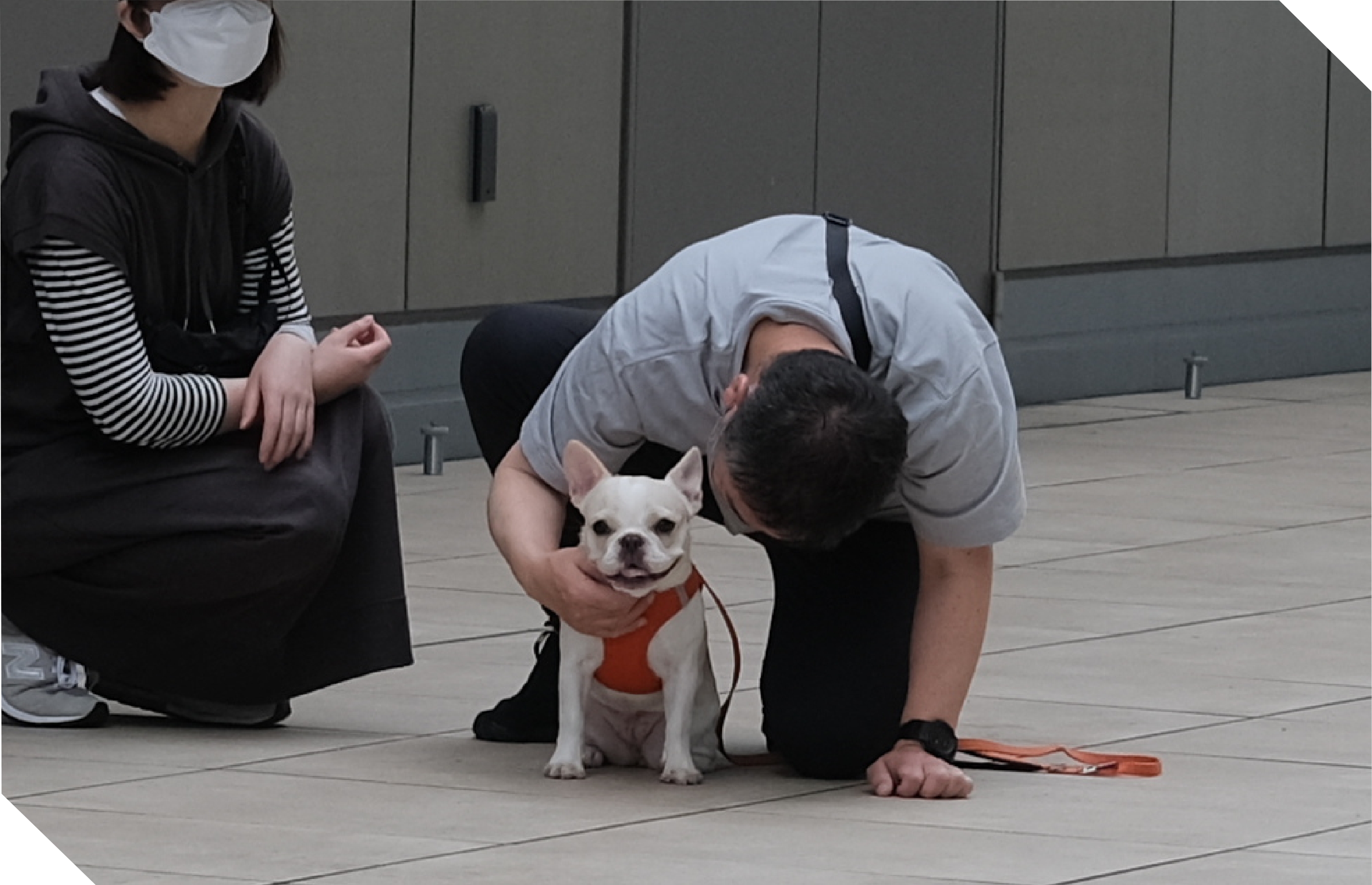 愛犬のしつけ教室&ゲーム