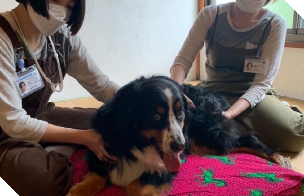 ドッグマッサージ