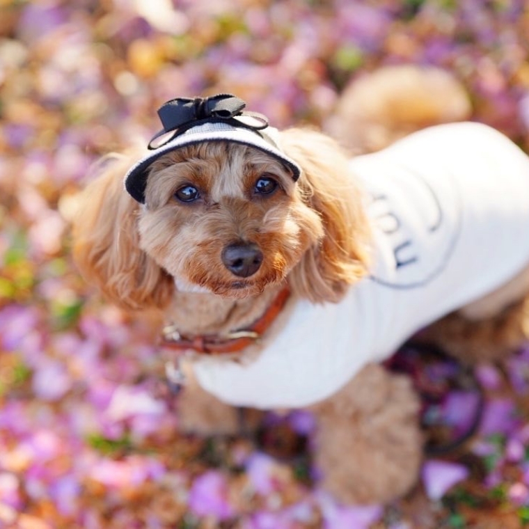 犬の帽子のお店I.M.GALLERY